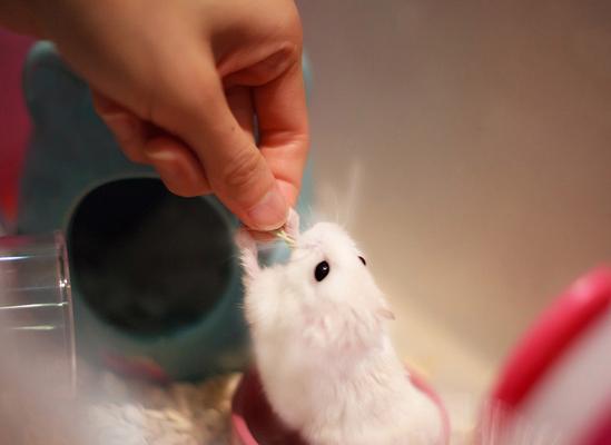 新买的仓鼠应该如何喂食？