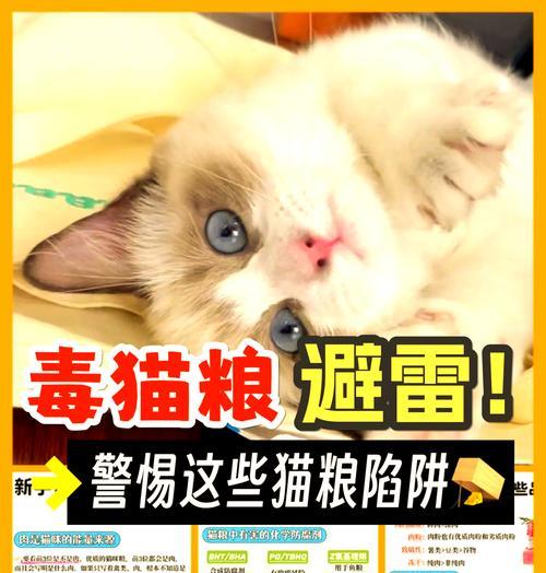 学校提供猫粮的合法性及举报途径？