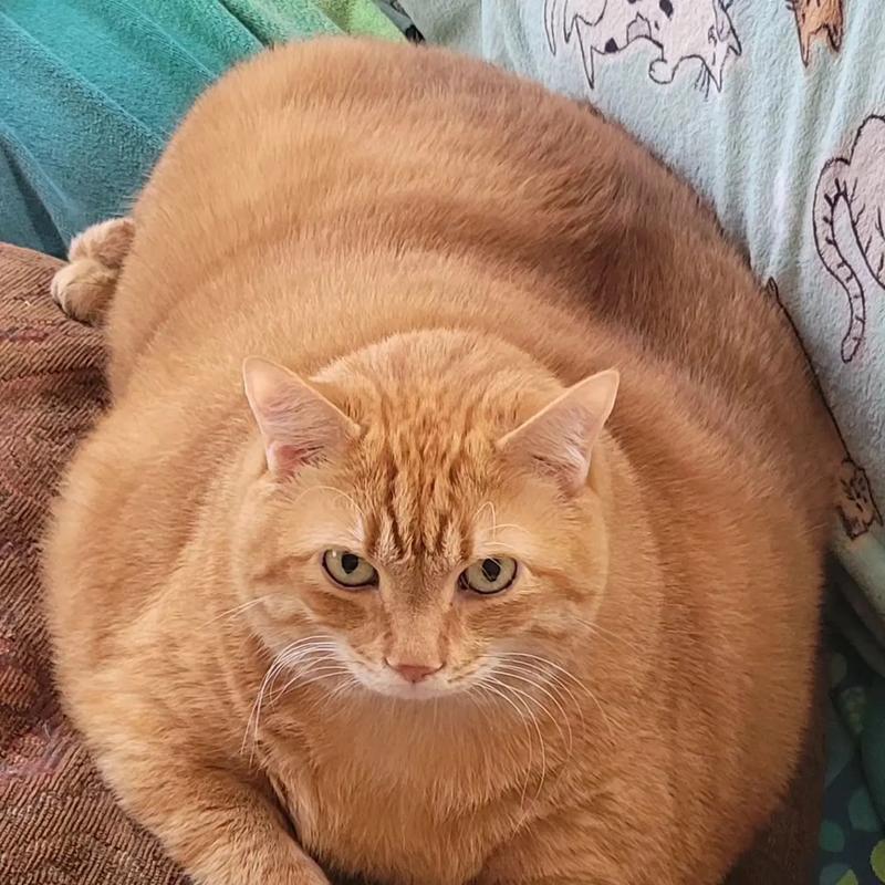 光吃猫粮的橘猫会胖吗为什么？如何平衡饮食预防肥胖？