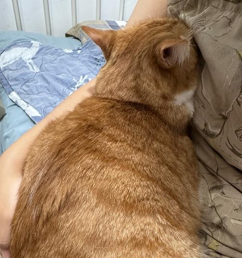 光吃猫粮的橘猫会胖吗为什么？如何平衡饮食预防肥胖？