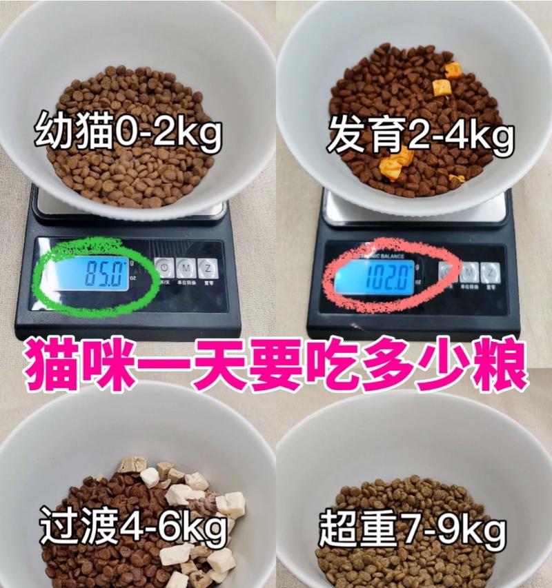 4个月大的猫可以吃成猫粮吗？应该注意什么？