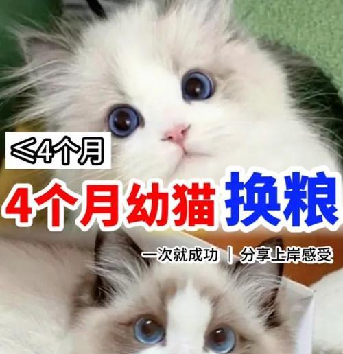 4个月大的猫可以吃成猫粮吗？应该注意什么？