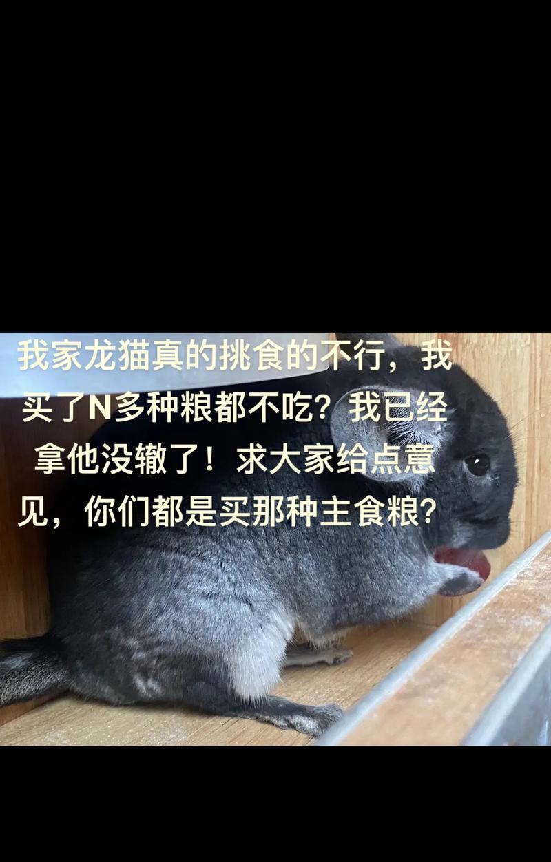 成年龙猫吃什么粮？怎样选择营养又美味的龙猫粮？