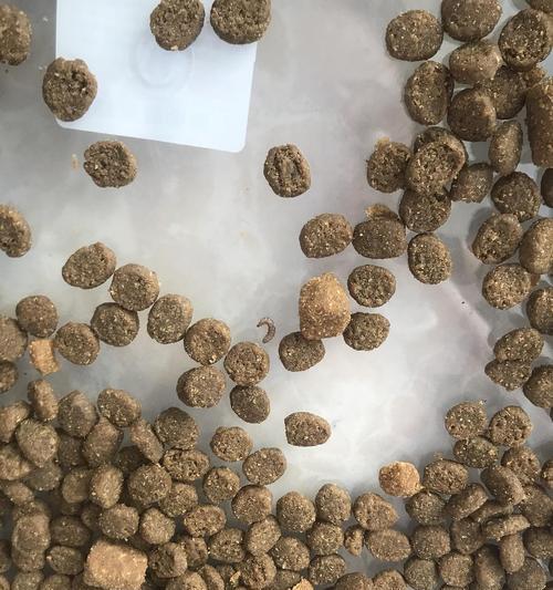 猫粮受潮生虫怎么办？需要使用什么药物？