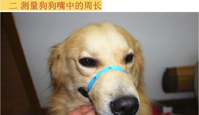 羊驼嘴套的正确佩戴方法是什么？