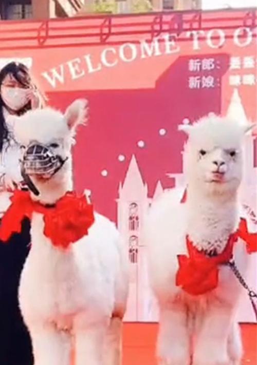 羊驼嘴套的正确佩戴方法是什么？