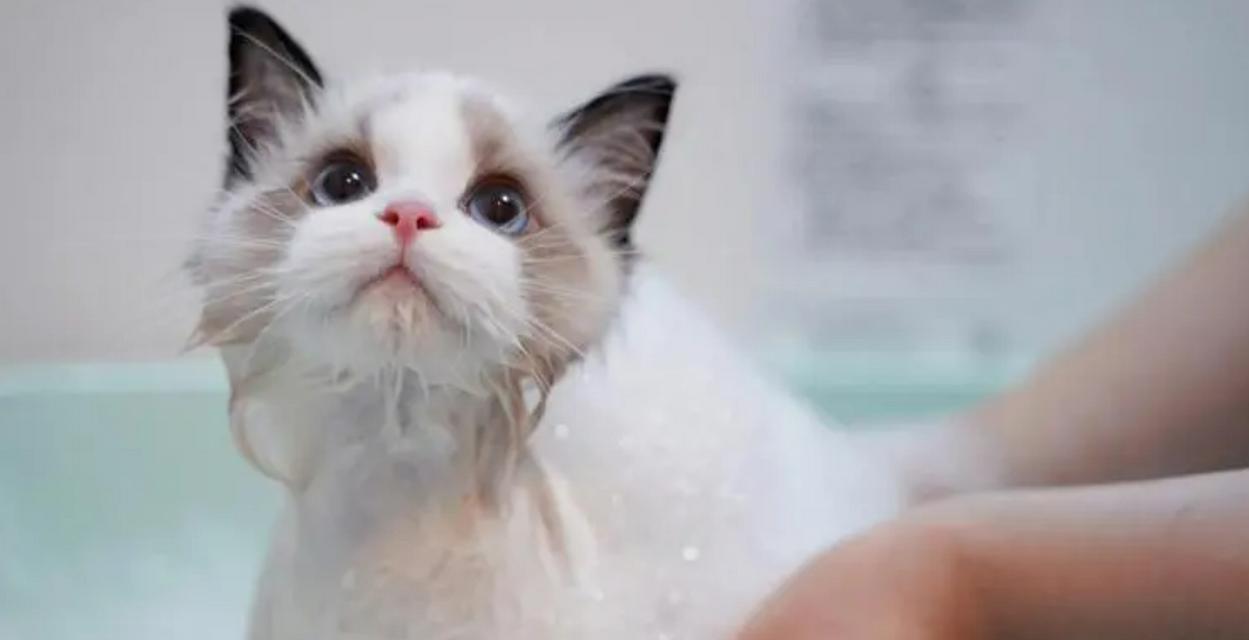 猫咪边吃猫粮边洗澡会有不良影响吗？