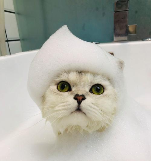 猫咪边吃猫粮边洗澡会有不良影响吗？