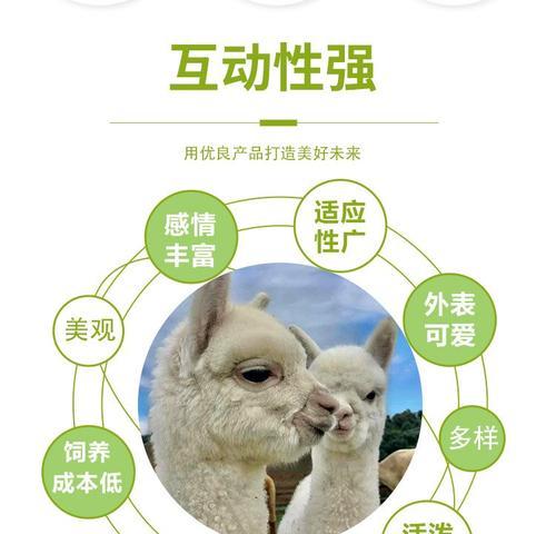 羊驼主要吃什么草？