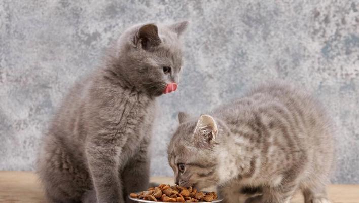 为什么吃猫粮的猫会频繁叫唤？