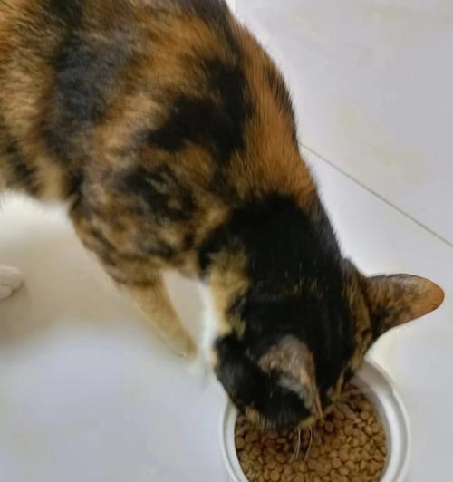 为什么吃猫粮的猫会频繁叫唤？