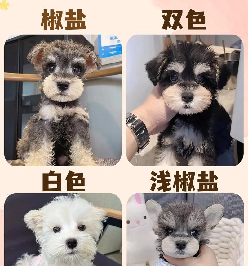 雪纳瑞受得了多少度？雪纳瑞在不同温度下的适应性如何？