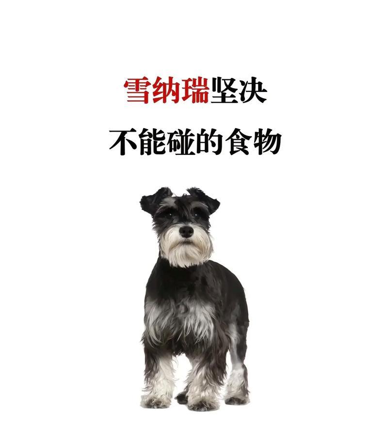 雪纳瑞受得了多少度？雪纳瑞在不同温度下的适应性如何？