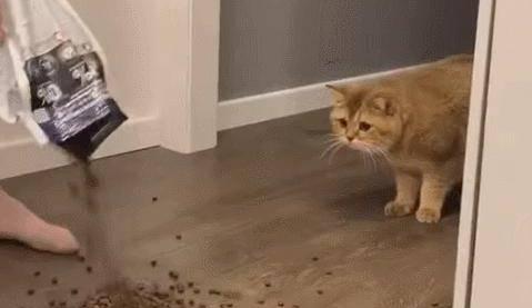 猫粮掉落吓到猫会有什么反应？