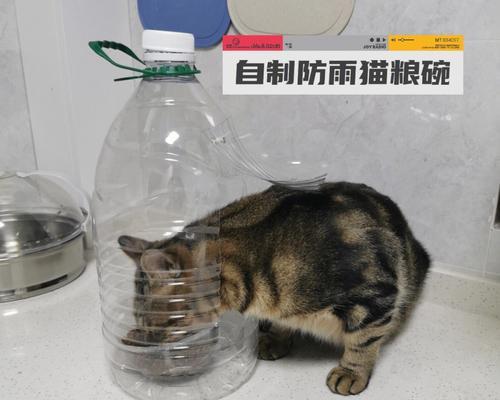 碗里有猫粮猫为什么会跟着？这是猫咪的什么行为？