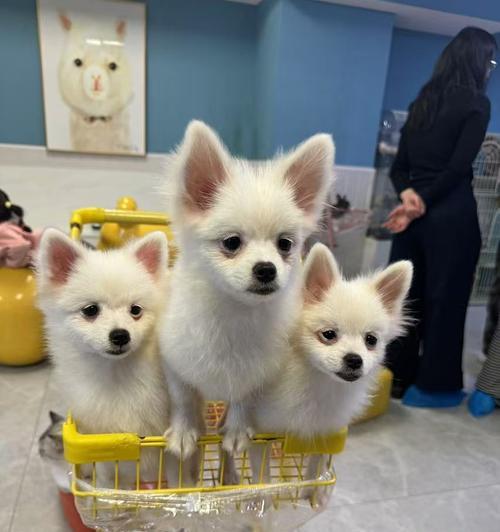 家养羊驼打架有哪些有效处理方法？