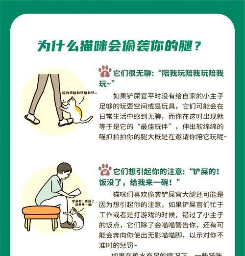 小猫偷吃猫粮被抓怎么办？如何应对？