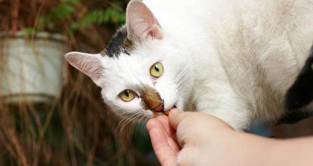 小猫偷吃猫粮被抓怎么办？如何应对？