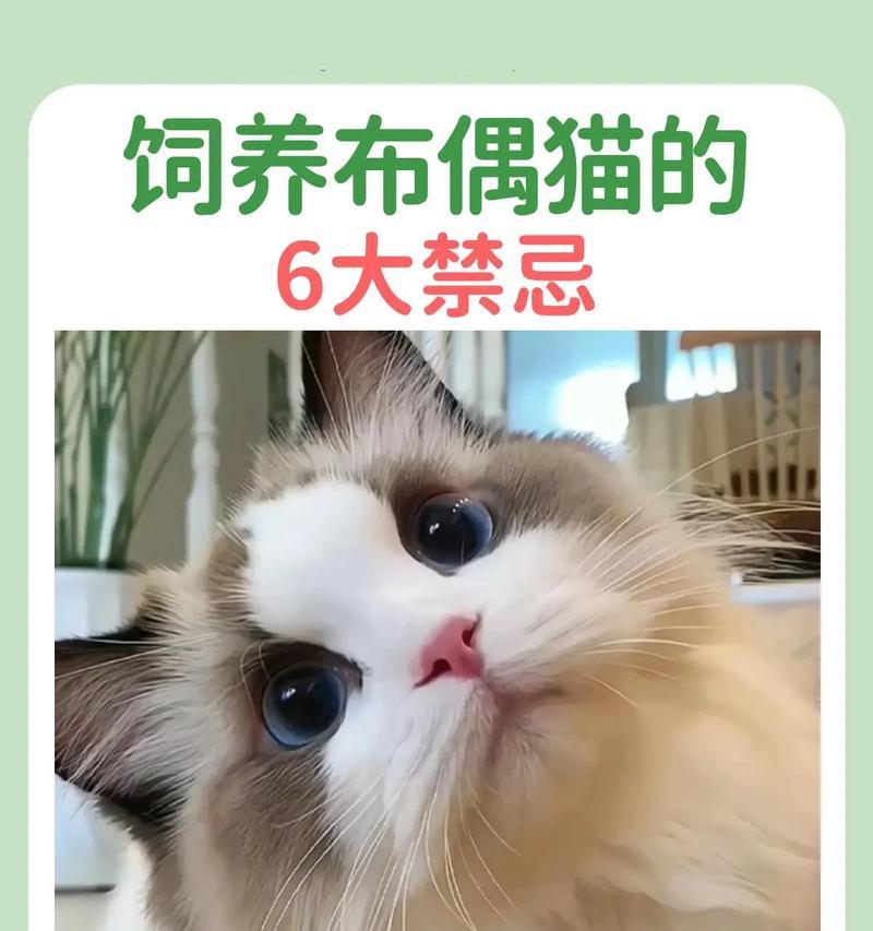 布偶猫不吃猫粮可能是什么原因？如何解决？