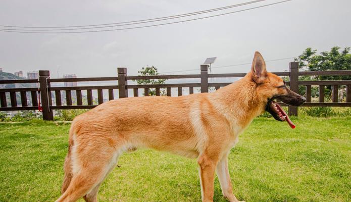 四个月大的德国牧羊犬体重标准是什么？如何确保德牧健康成长？