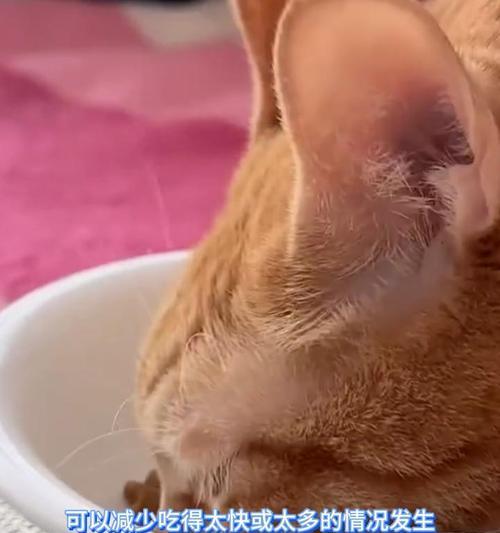 猫咪吐了之后又吃猫粮，这是什么情况？