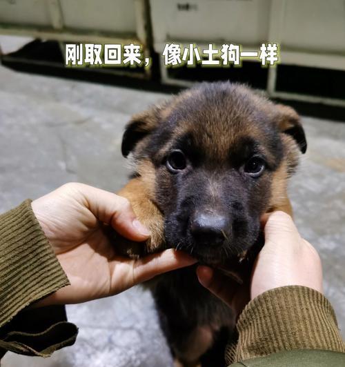 德牧幼犬多久开始竖耳？竖耳的时间与什么因素有关？