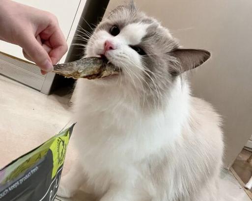 布偶猫是否只吃猫粮？它们的饮食习惯是怎样的？