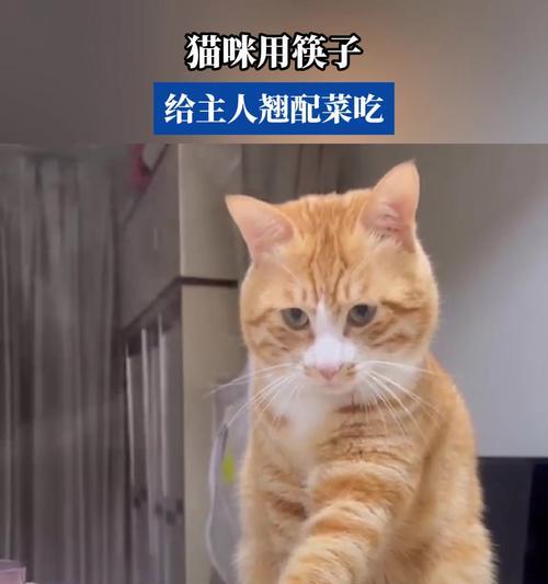 用筷子喂猫粮对猫咪有何影响？