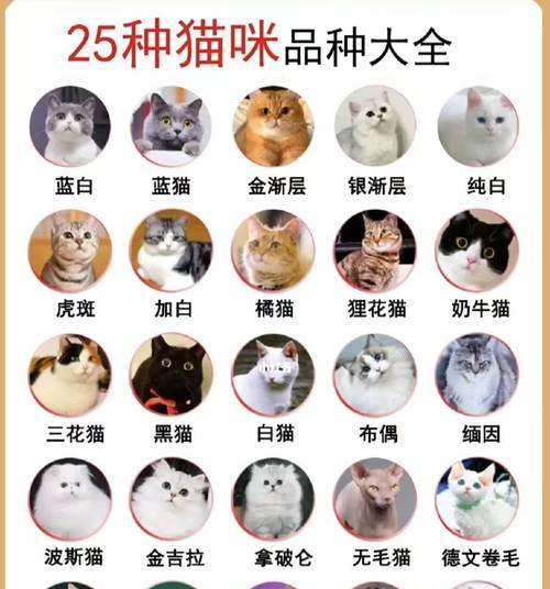 长沙宠物店猫咪售价是多少？