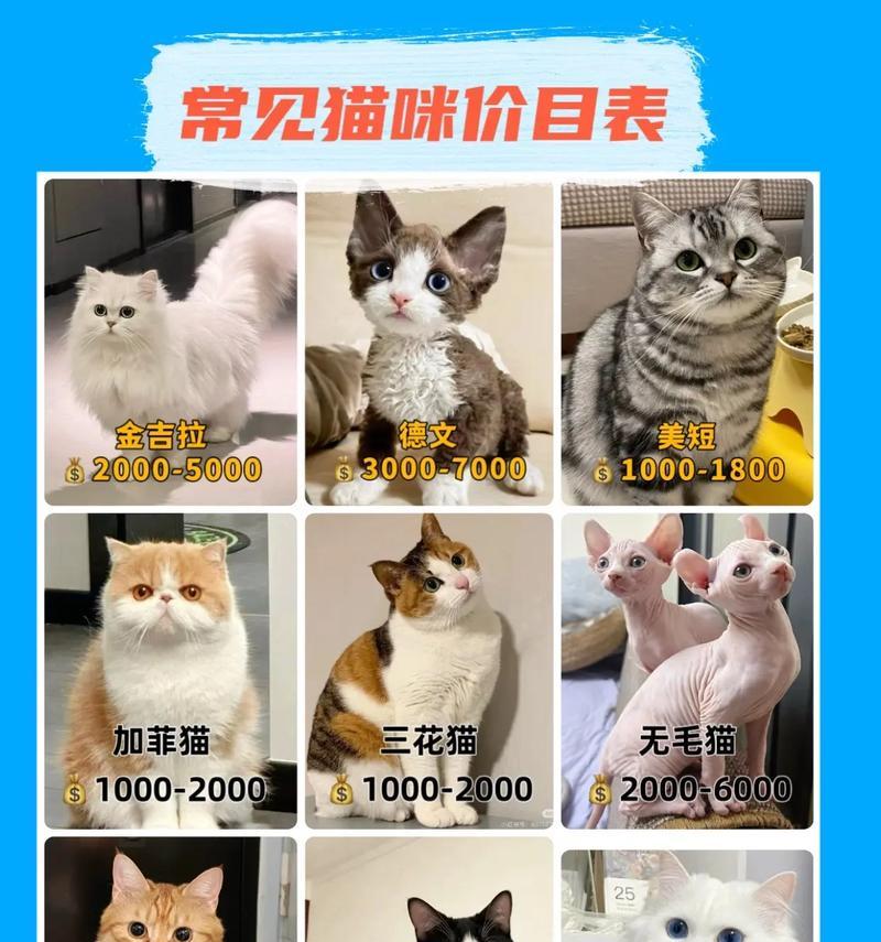 长沙宠物店猫咪售价是多少？