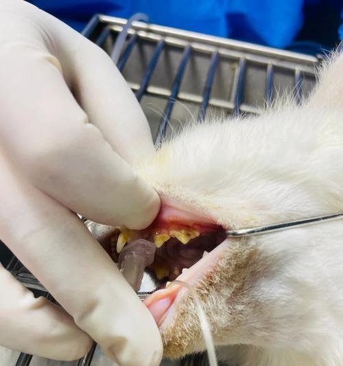 拔牙后猫咪应如何正确喂食猫粮？