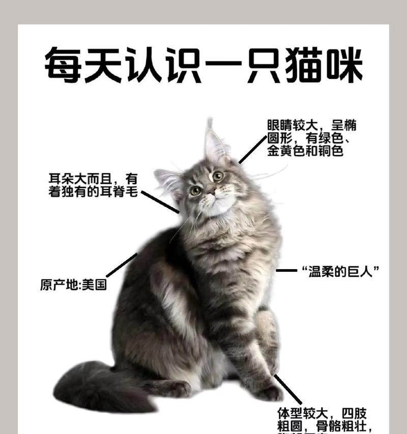 缅因猫适合的猫粮成分有哪些？如何选择适合缅因猫的猫粮？