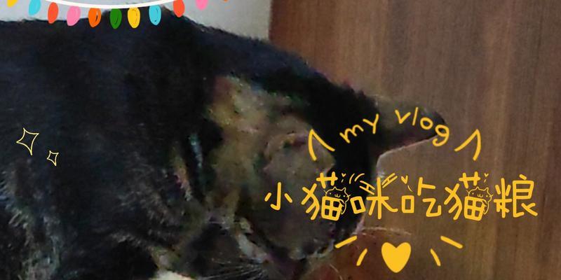 小猫吃猫粮表情包叫什么？在哪里可以找到小猫吃猫粮的表情包？