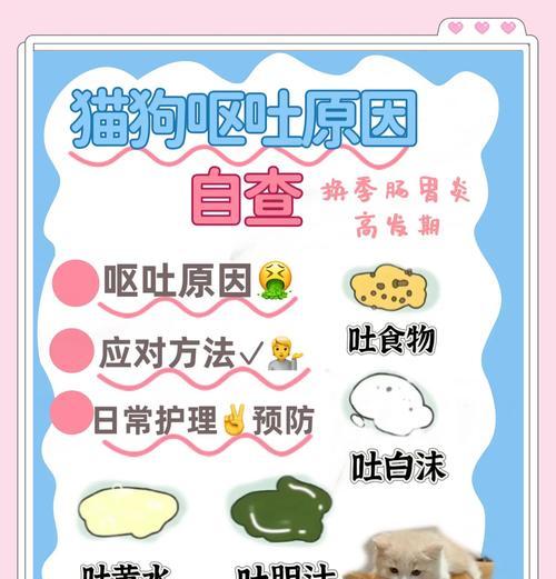 猫咪呕吐猫粮时应采取哪些措施？