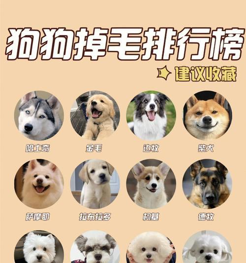 德牧每天正常掉毛量是多少？
