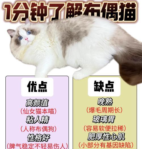 布偶猫偷吃被打的猫粮如何处理？怎样防止布偶猫偷吃？