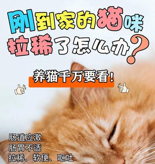 幼猫喂粮后拉稀怎么办？需要服用什么药物？
