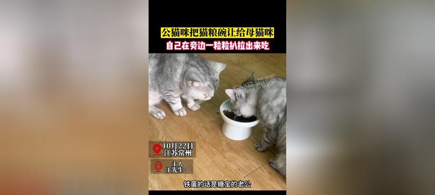 猫扒拉碗要吃猫粮吗为什么？这是猫咪的什么行为？