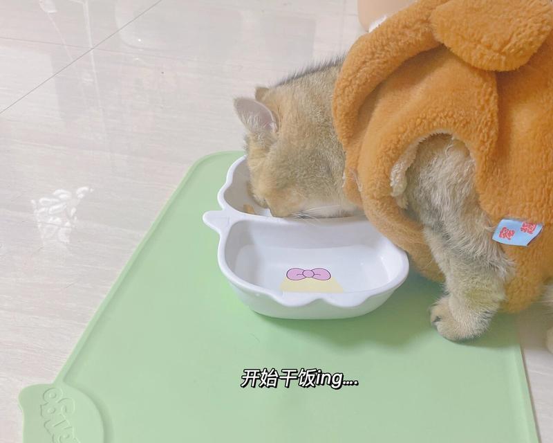 猫扒拉碗要吃猫粮吗为什么？这是猫咪的什么行为？