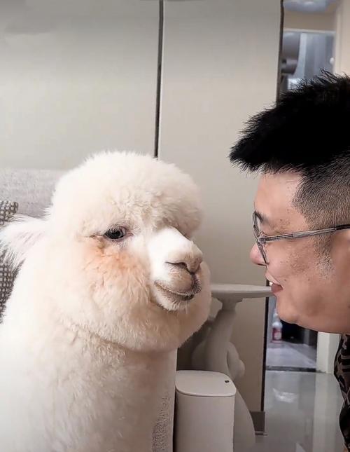 羊驼对人类的反应是怎样的？