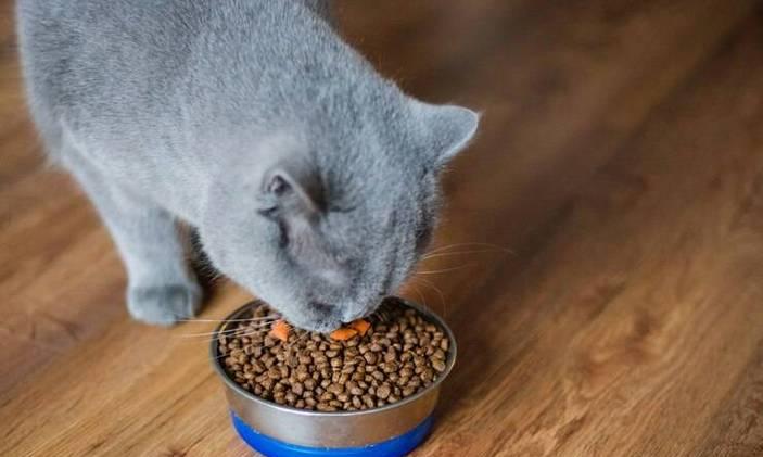 过夜的猫粮蓝猫可以吃吗？吃了会有什么影响？