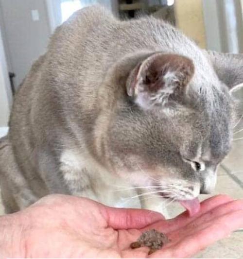 猫频繁咬食猫粮怎么办？如何纠正这一行为？