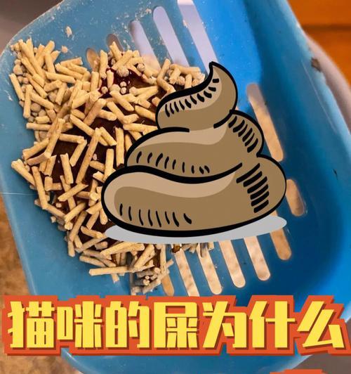 猫粮盆里有屎怎么办？猫咪为何会嫌弃？