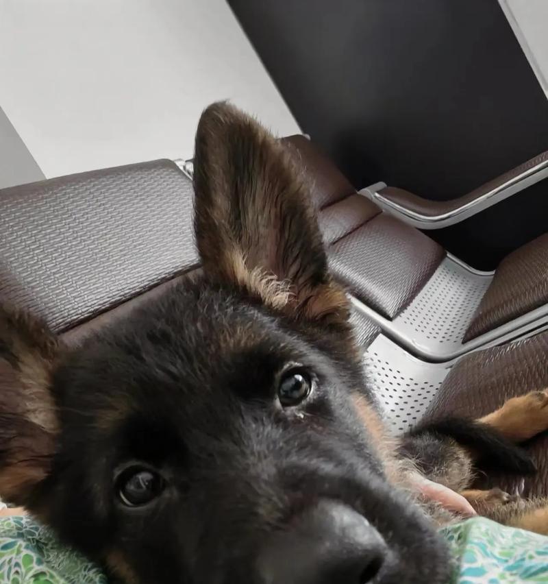德牧一年能生多少只幼犬？繁殖时应注意什么？