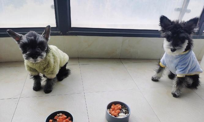 雪纳瑞应该喂多少食物？如何根据体重调整食量？