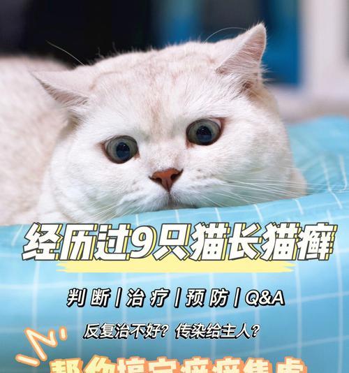 猫得了猫癣应该吃什么猫粮？如何通过饮食改善猫癣？