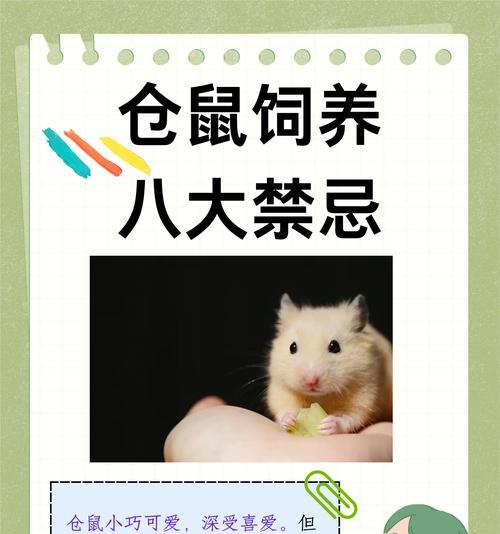 在宠物店挑选仓鼠时应注意哪些要点？如何鉴别仓鼠的健康状况？