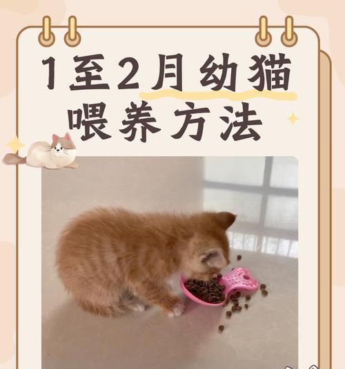 2个月宠物猫猫粮喂食方法？如何正确喂养？
