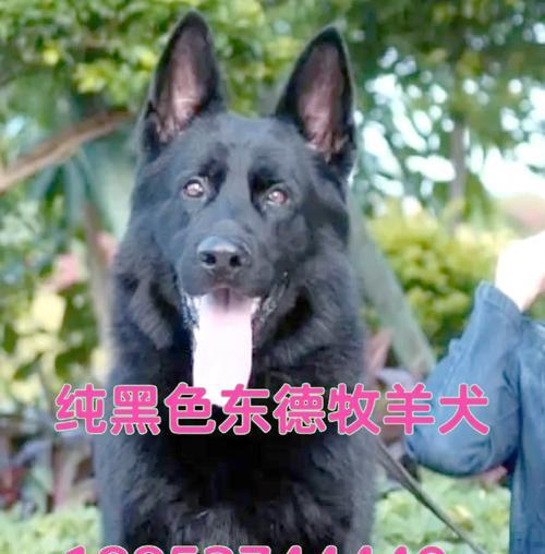 德牧纯牛奶整箱的价格是多少？