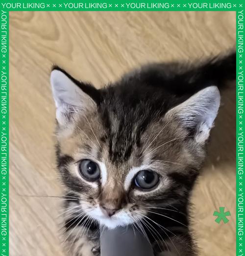 如何解决小猫不吃猫粮的问题？